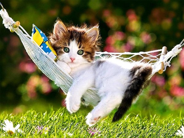 Котенок в ромашках