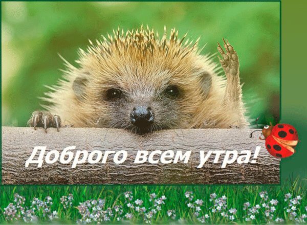 Хорошего дня Ежик