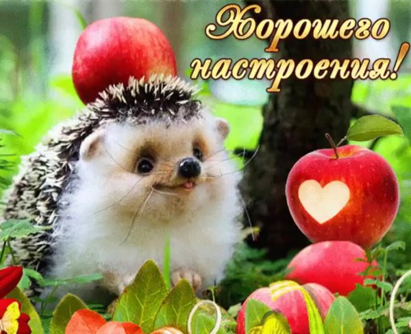 Ежик дарит ромашку