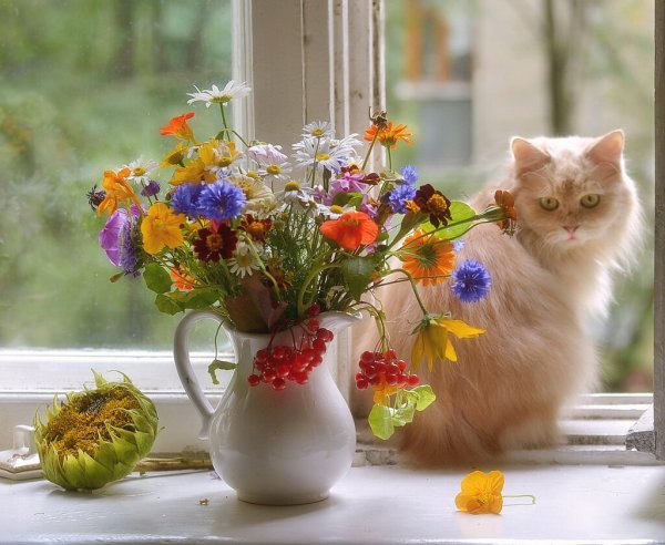 Белка с кофе