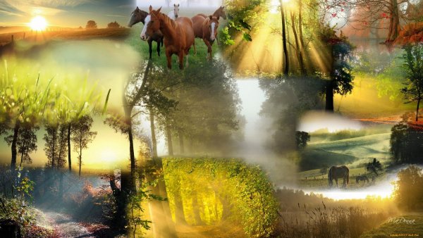 Красивая природа коллаж