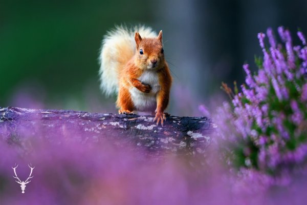 Заставка на рабочий стол природа животные