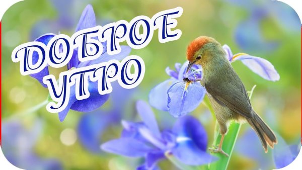 Доброе утро щебечет природа