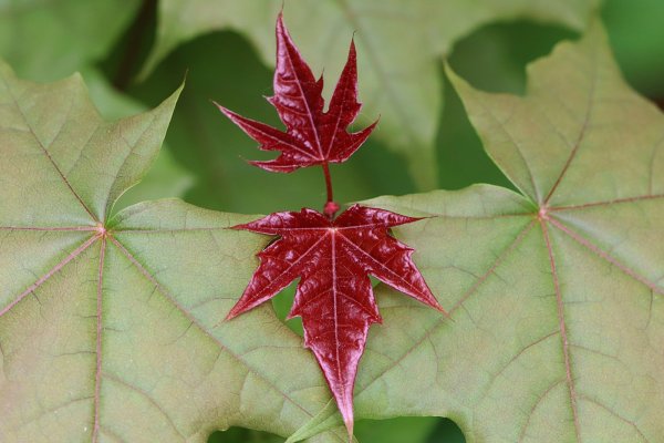 Горы симметрия