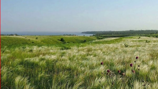 Ковыль Донской край