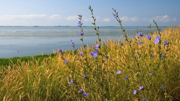Ковыль Куликова поля