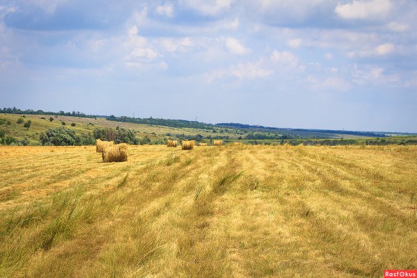 Природа Новочеркасска ковыль Дон