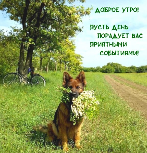 Доброе утро природа с надписью