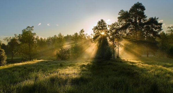 Открытки с добрым утром лес
