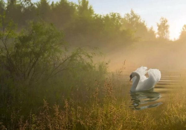 Нежное утро природа