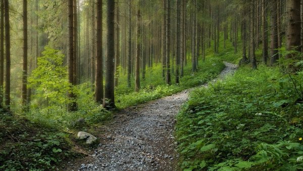 Шварцвальд Лесные тропинки
