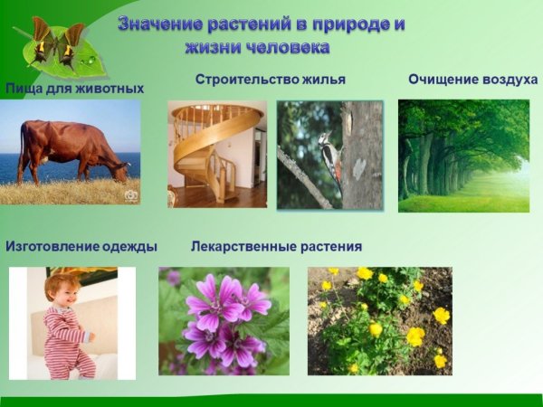 Значимость природы в жизни человека