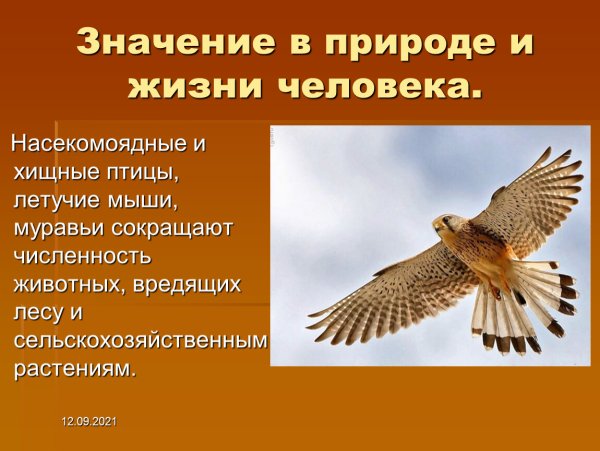 Значение грибов