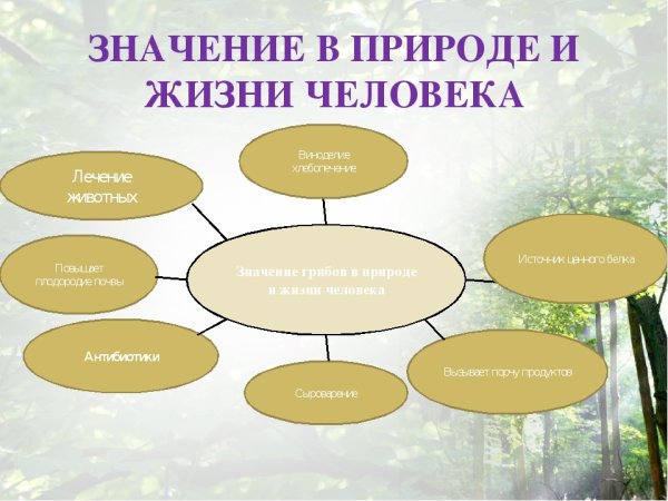 Роль природы в жизни человека