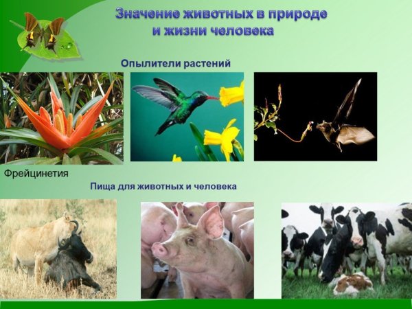 Значение растений в жизни человека