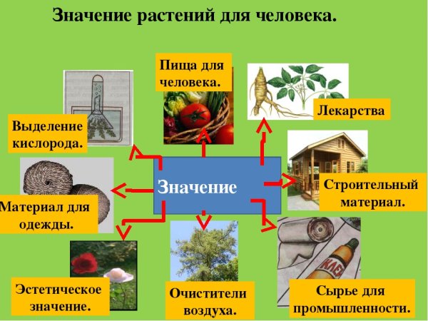 Значение леса для человека