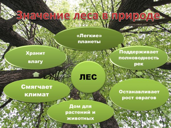 Значение растений в природе и жизни человека 6 класс биология таблица