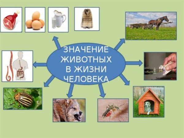 Роль леса в жизни человека