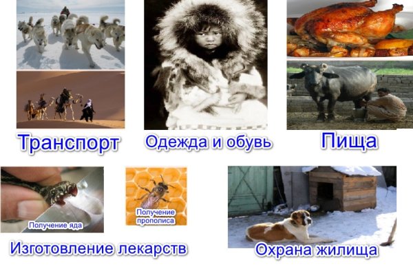 Значение тюльпана в природе