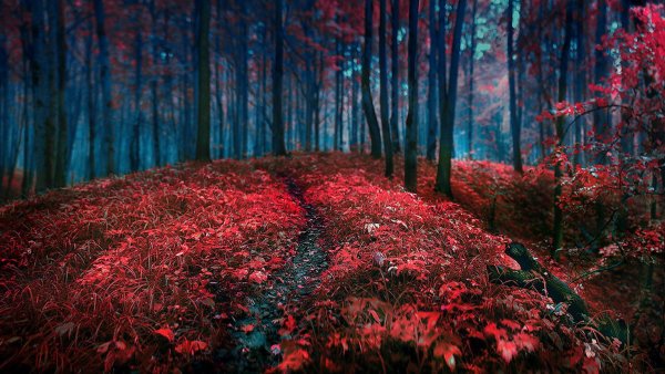 Красивая природа