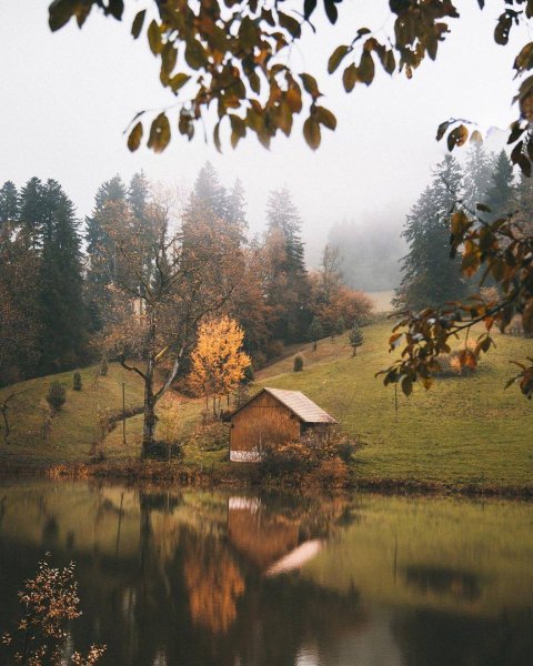Черный старый лес