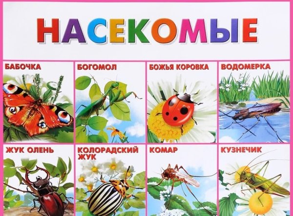 Насекомые для детей