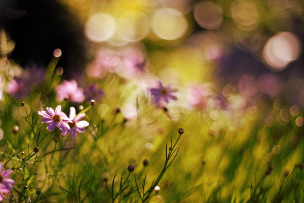 Природа цветы