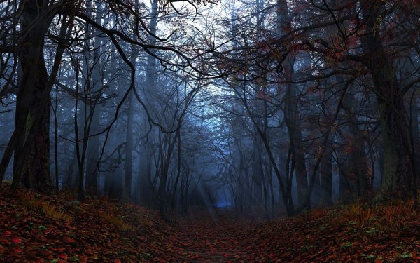 Мрачный лес
