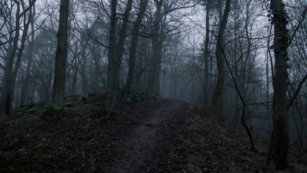 Мрачные леса (2019) фильм