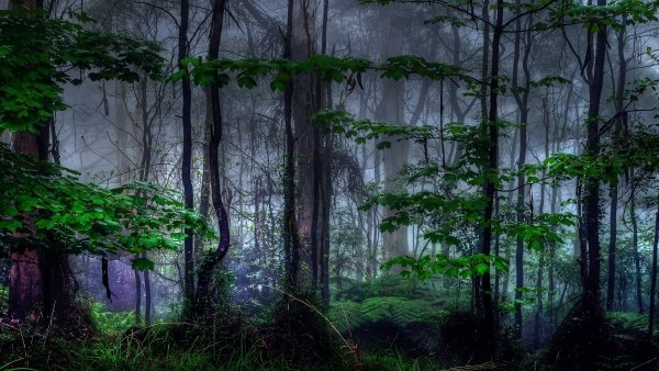 Черно белая природа