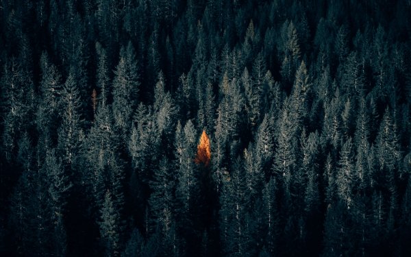 Страшный лес