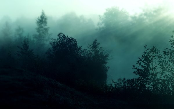 Темный лес / the Woods