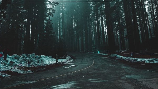 Темный лес