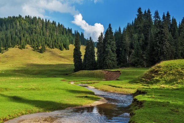 Лесной ландшафт