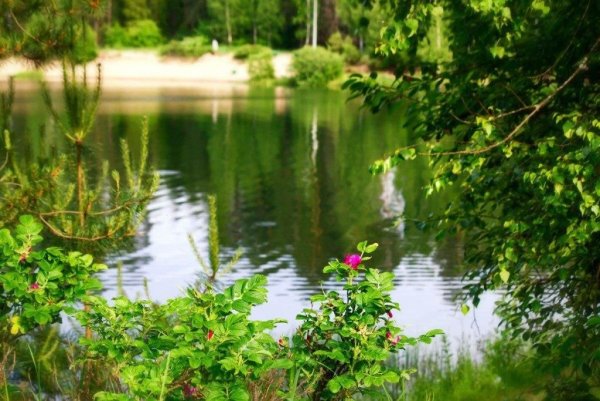 Лето июнь природа