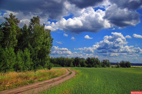 Трава поле