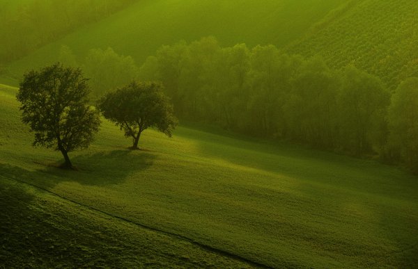 Природа зелень