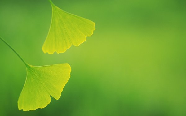 Фон для презентации природа