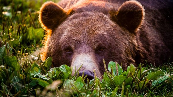 Гризли Grizzly, Гризли, медведь.