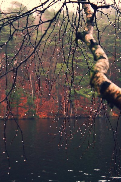 Печальная природа