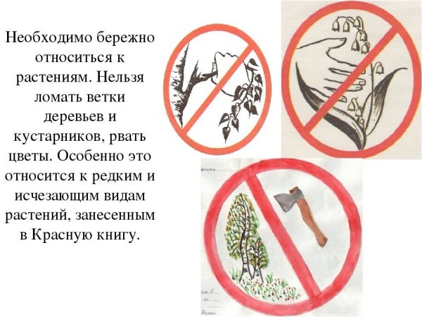 Правила бережного отношения к природе