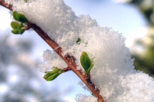 Капризы природы