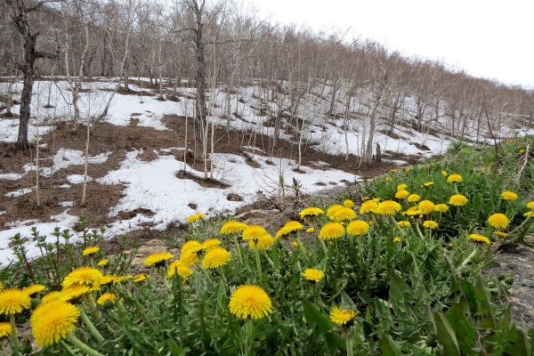 Одуванчики весной