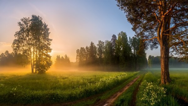 Рассвет в лесу