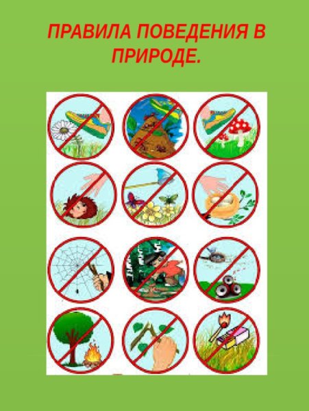 Правила поведения в лесу для детей