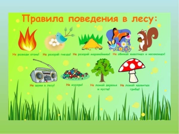 Правильное поведение в лесу