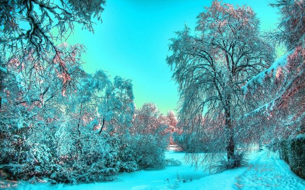 Деревья в снегу
