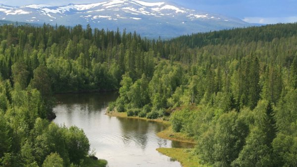 Пермский край леса Тайга