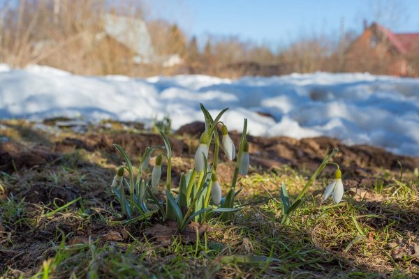 Весна подснежники