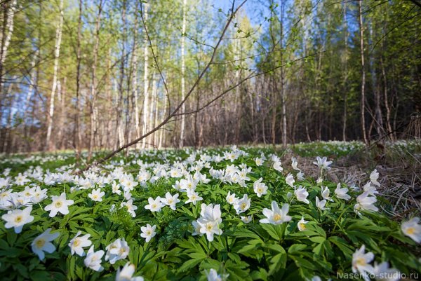 Лес пролески и подснежники